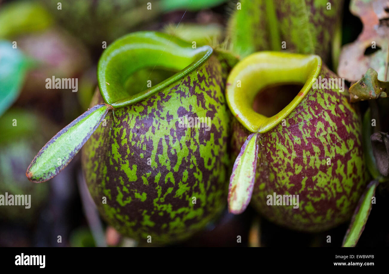 La sarracénie (Nepenthes ampullaria) dans la région de Kubah National Park, Sarawak, Bornéo Malaisien Banque D'Images