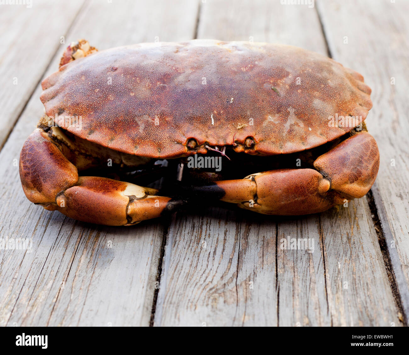 Sur une table en bois de crabe Banque D'Images