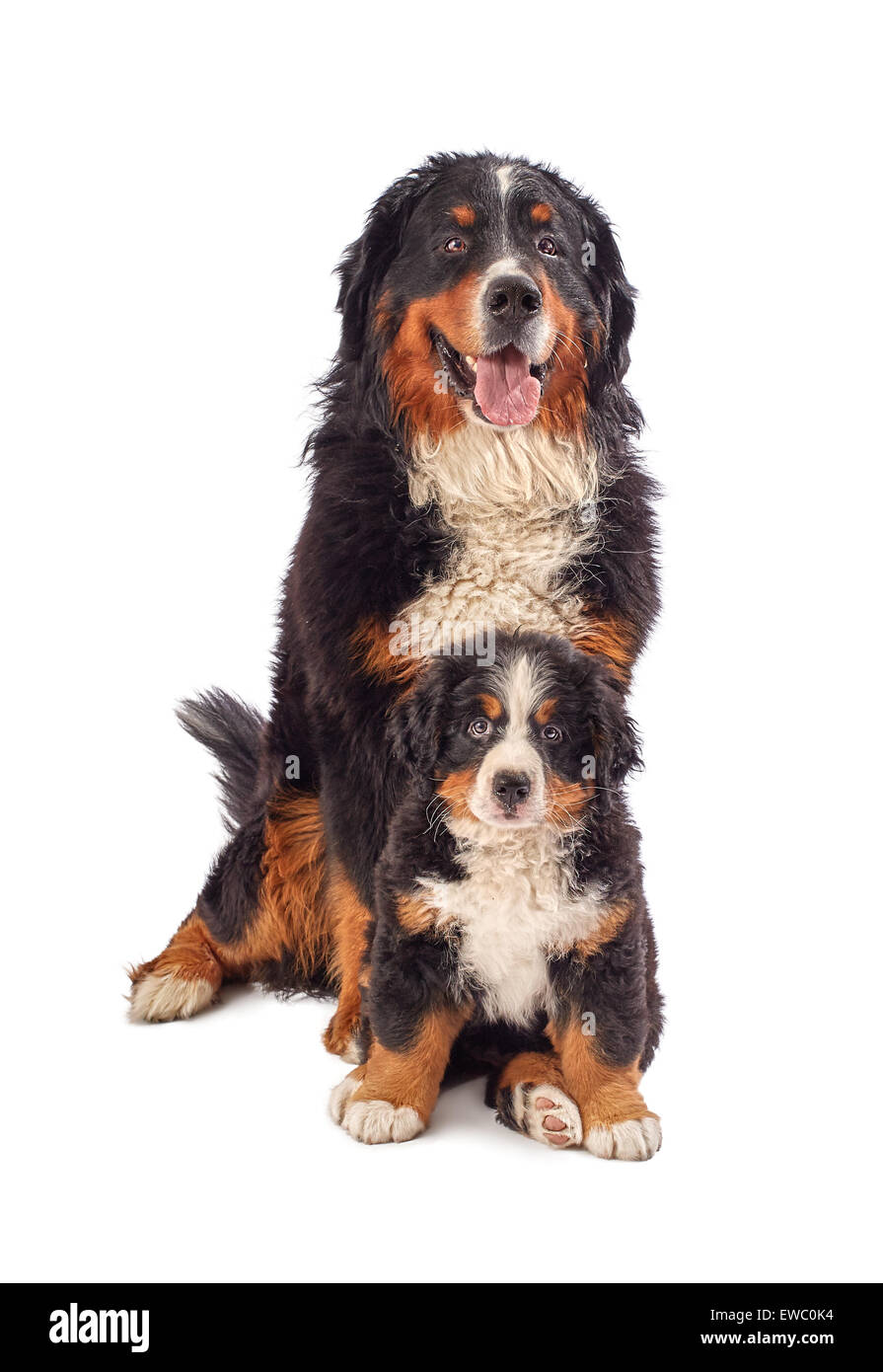 Bernois avec son chiot posant isolated on white Banque D'Images