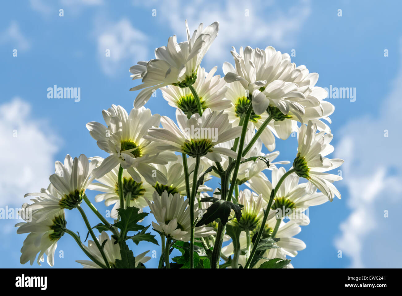Bouquet de marguerites fraîchement coupé contre un ciel bleu Banque D'Images