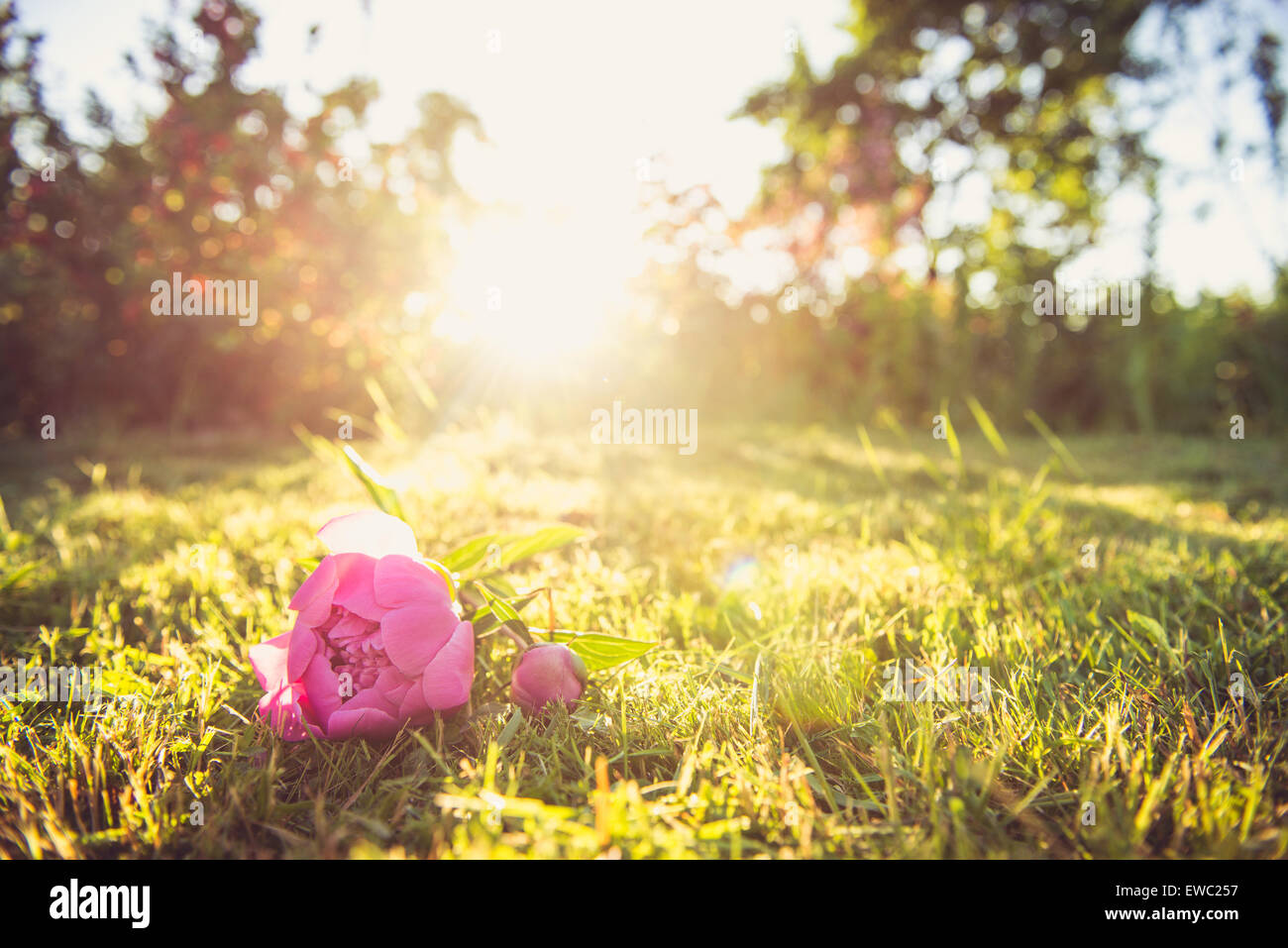Photo des pivoines. La verdure tout autour d'eux. Banque D'Images