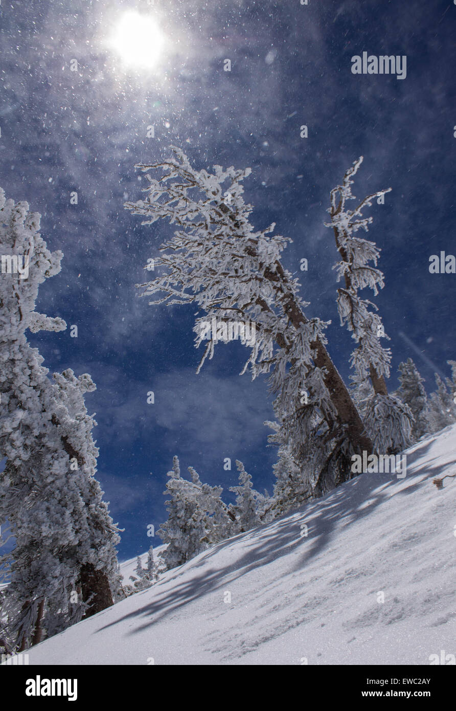 Arbres d'hiver, après les fortes chutes de neige, Mammoth Mountain, California USA Banque D'Images