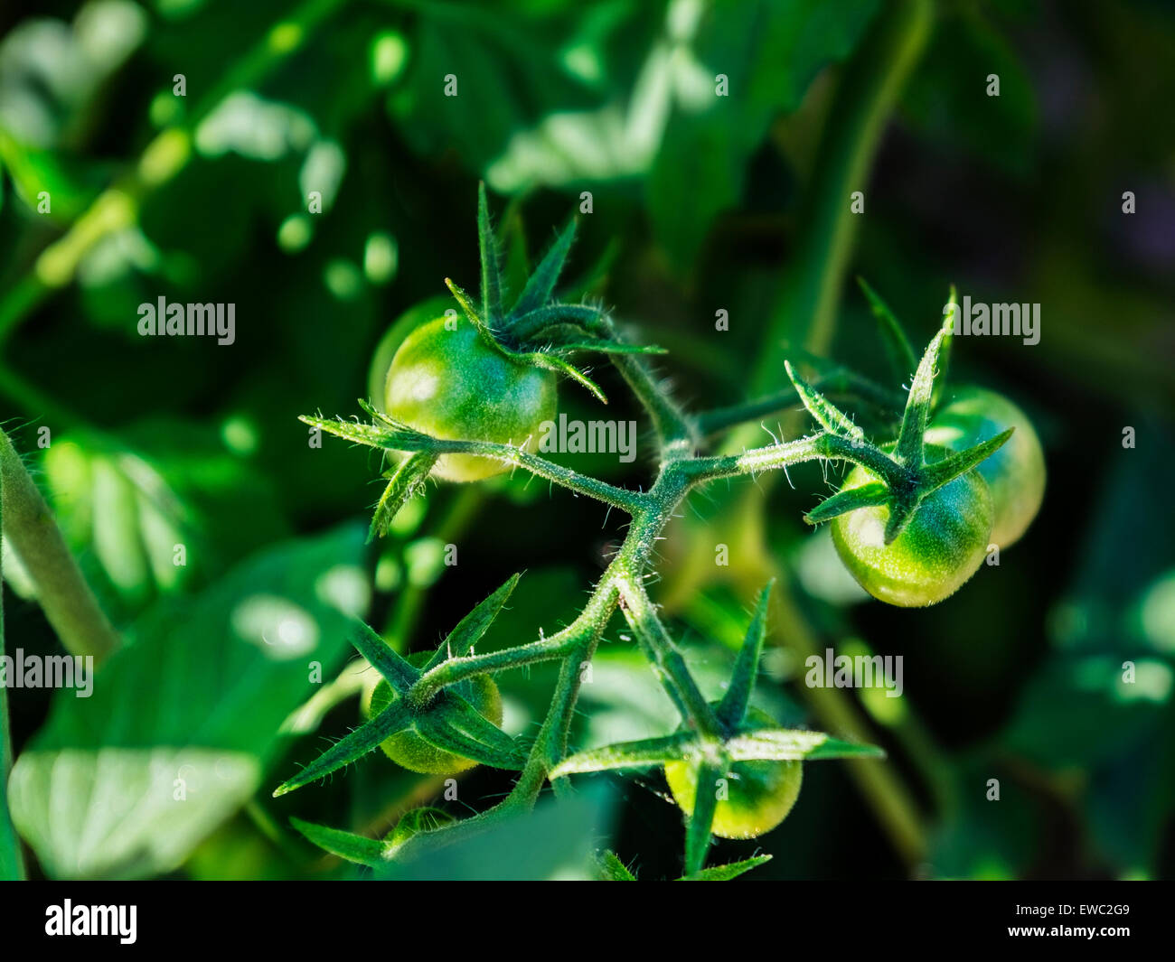 Un plant de tomate avec de nouvelles petites tomates vertes, Solanum lycopersicum. USA. Accueil cultivé et organique. Banque D'Images