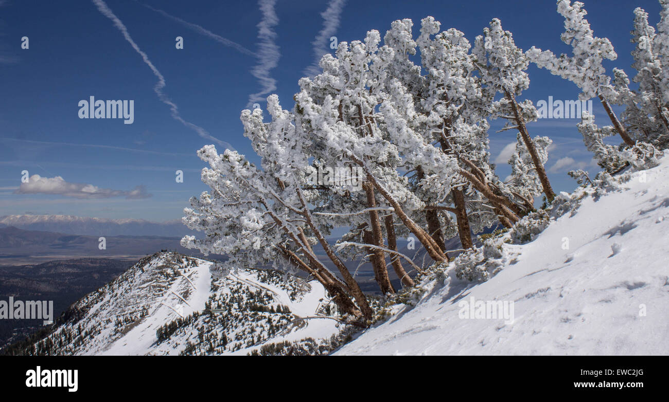Arbres d'hiver, après les fortes chutes de neige, Mammoth Mountain, California USA Banque D'Images