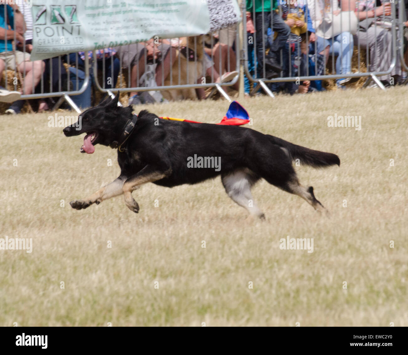 Chien de Police d'Essex sur l'affichage à l'unité Pays Blackwater Show UK Juin 2015 Banque D'Images