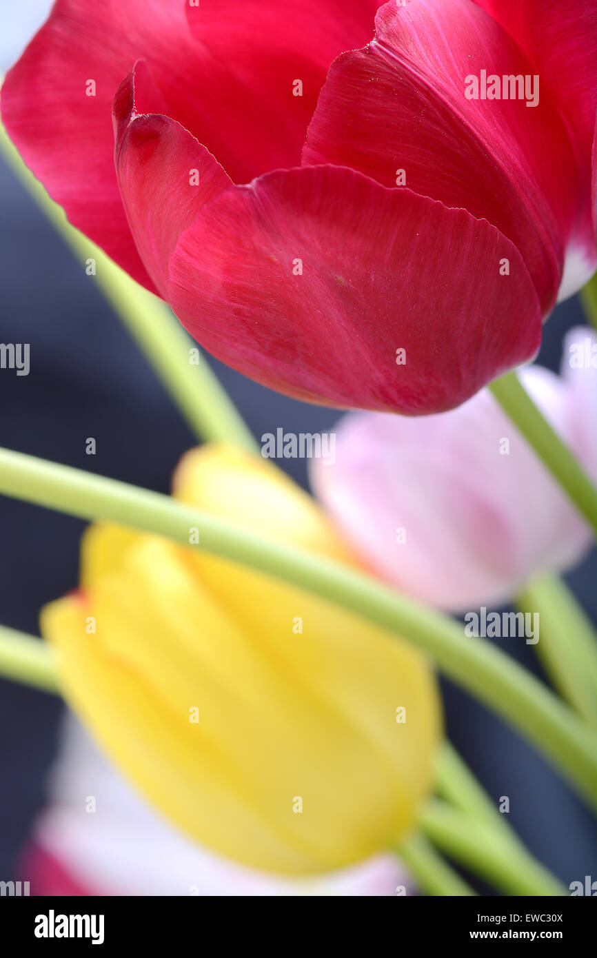 Close up image of tulip sur noir, fleurs Banque D'Images