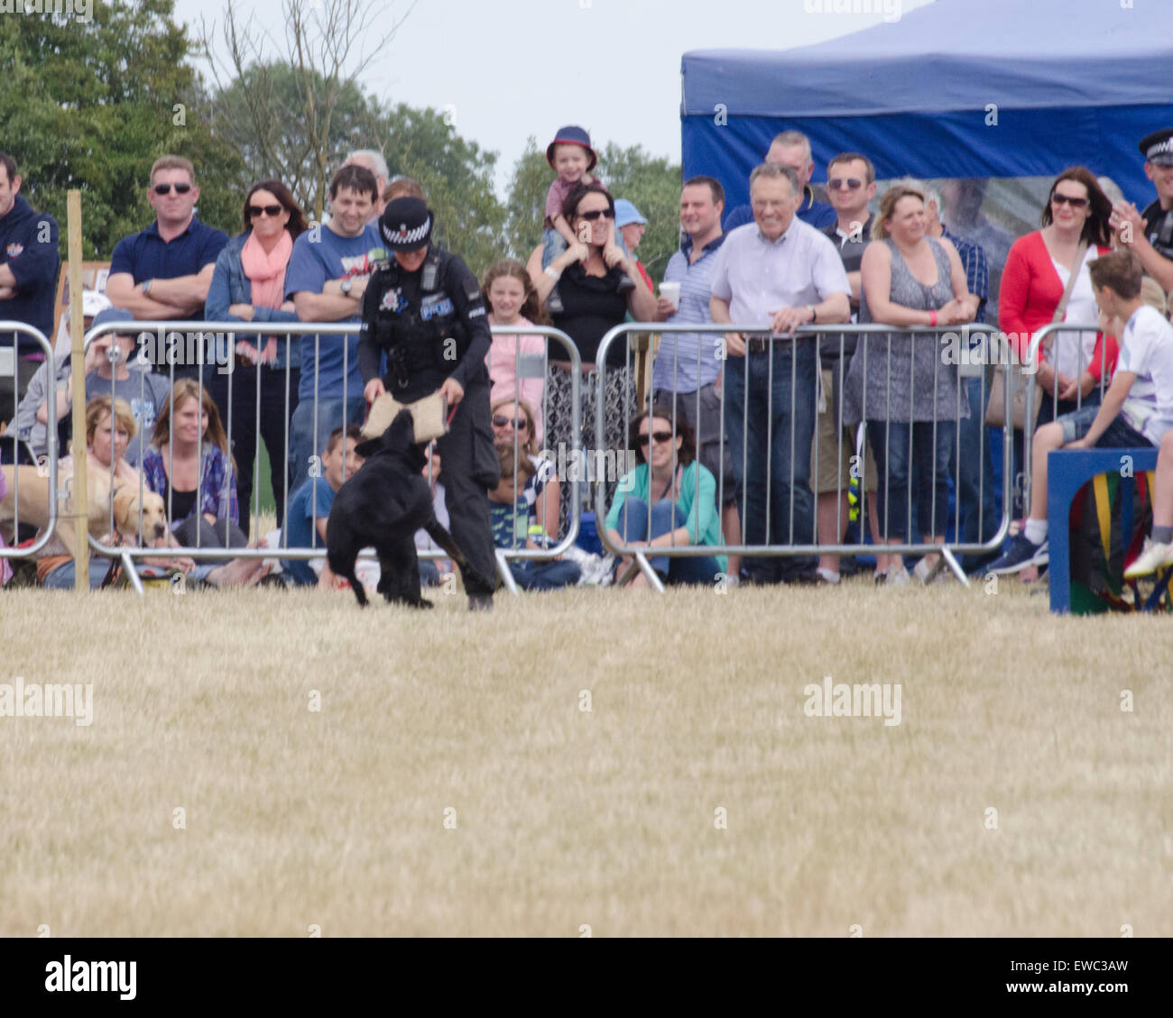 Chien de Police d'Essex sur l'affichage à l'unité Pays Blackwater Show UK Juin 2015 Banque D'Images