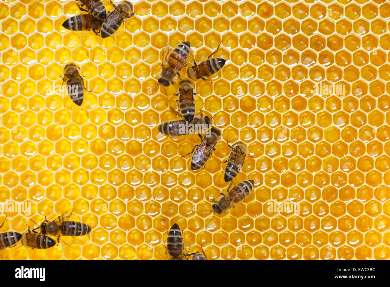 Les abeilles travaillent sur des cellules de miel Banque D'Images