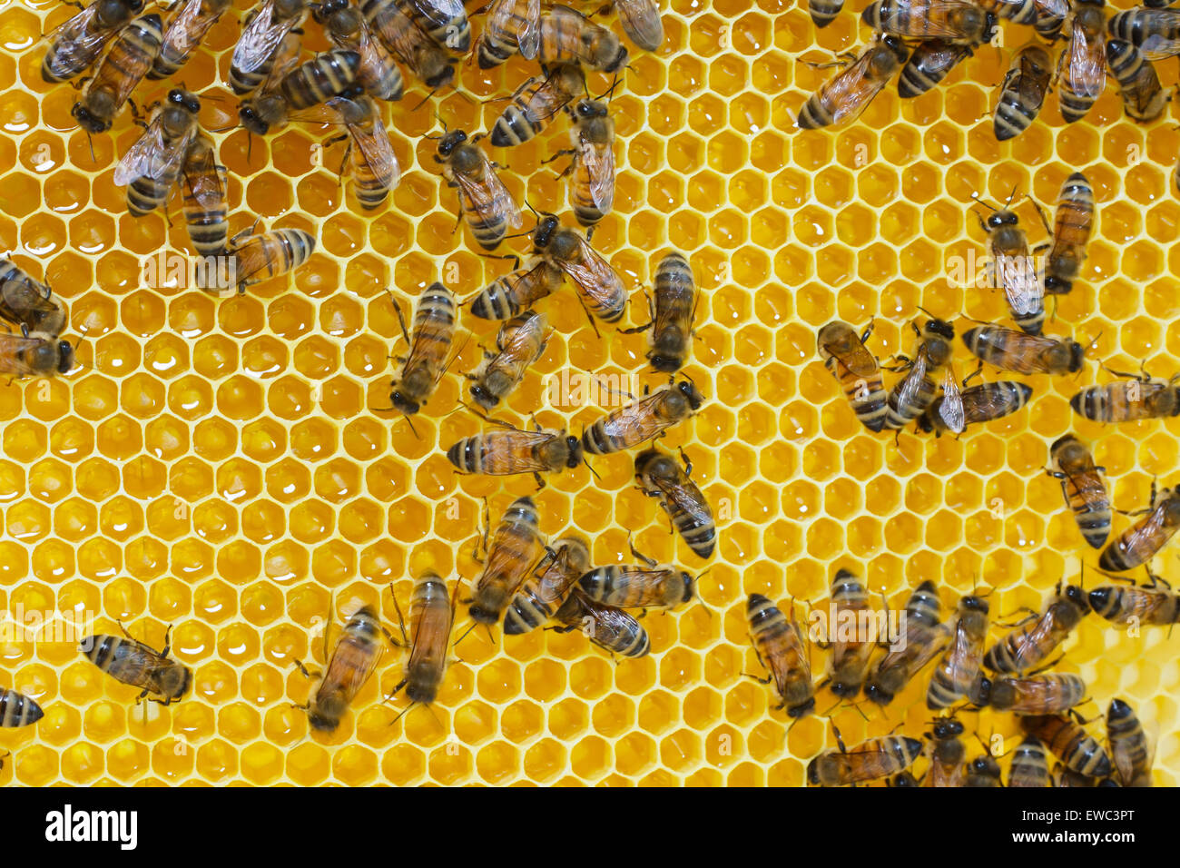 Les abeilles travaillent sur des cellules de miel Banque D'Images