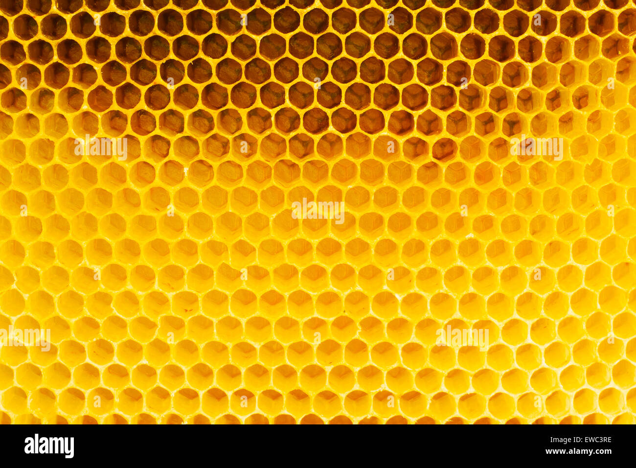 En nid d'abeille, gros plan Banque D'Images