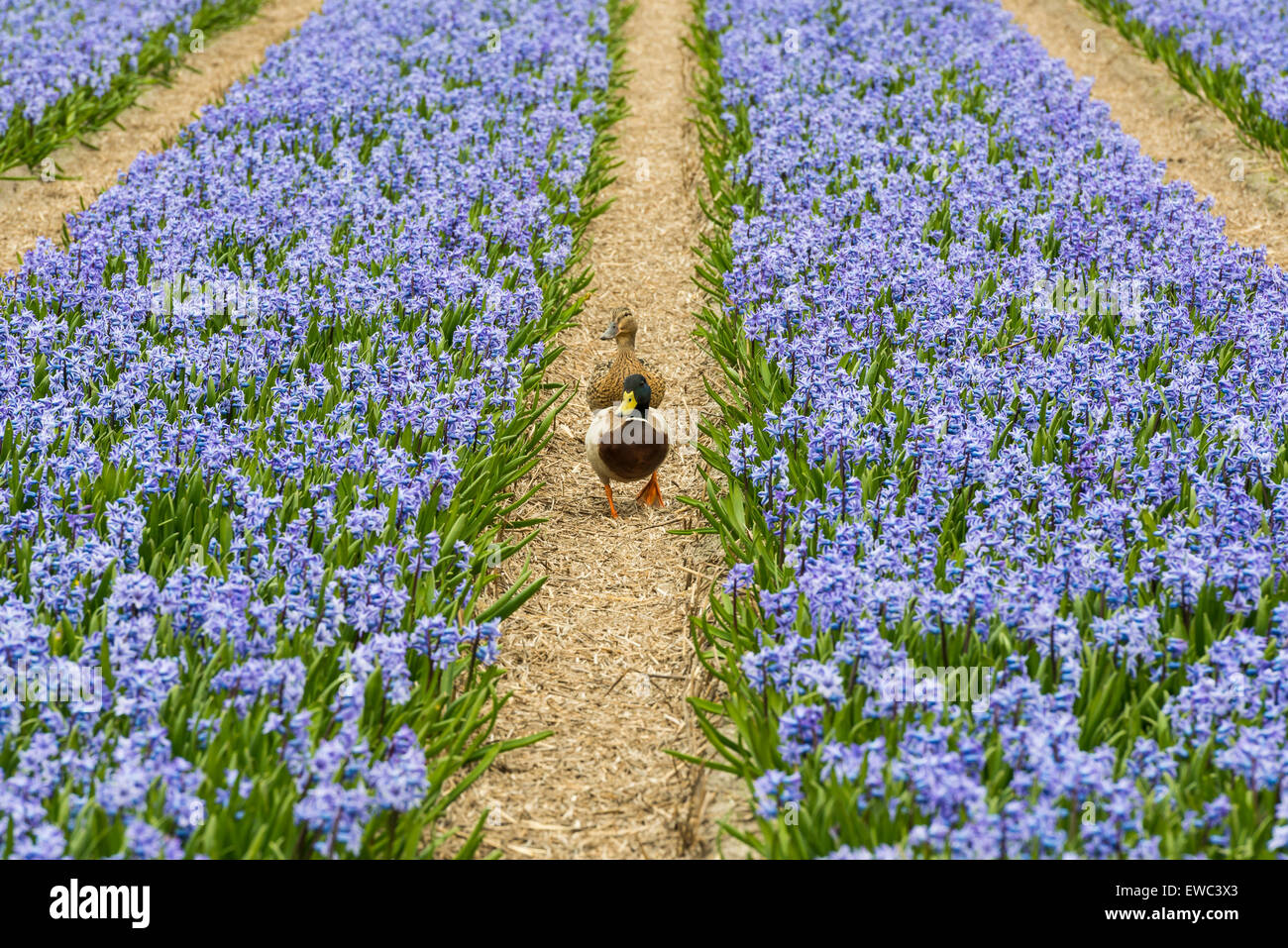 Rangées de Jacinthe Violette près de Lisse et le Keukenhof avec deux canards. Banque D'Images