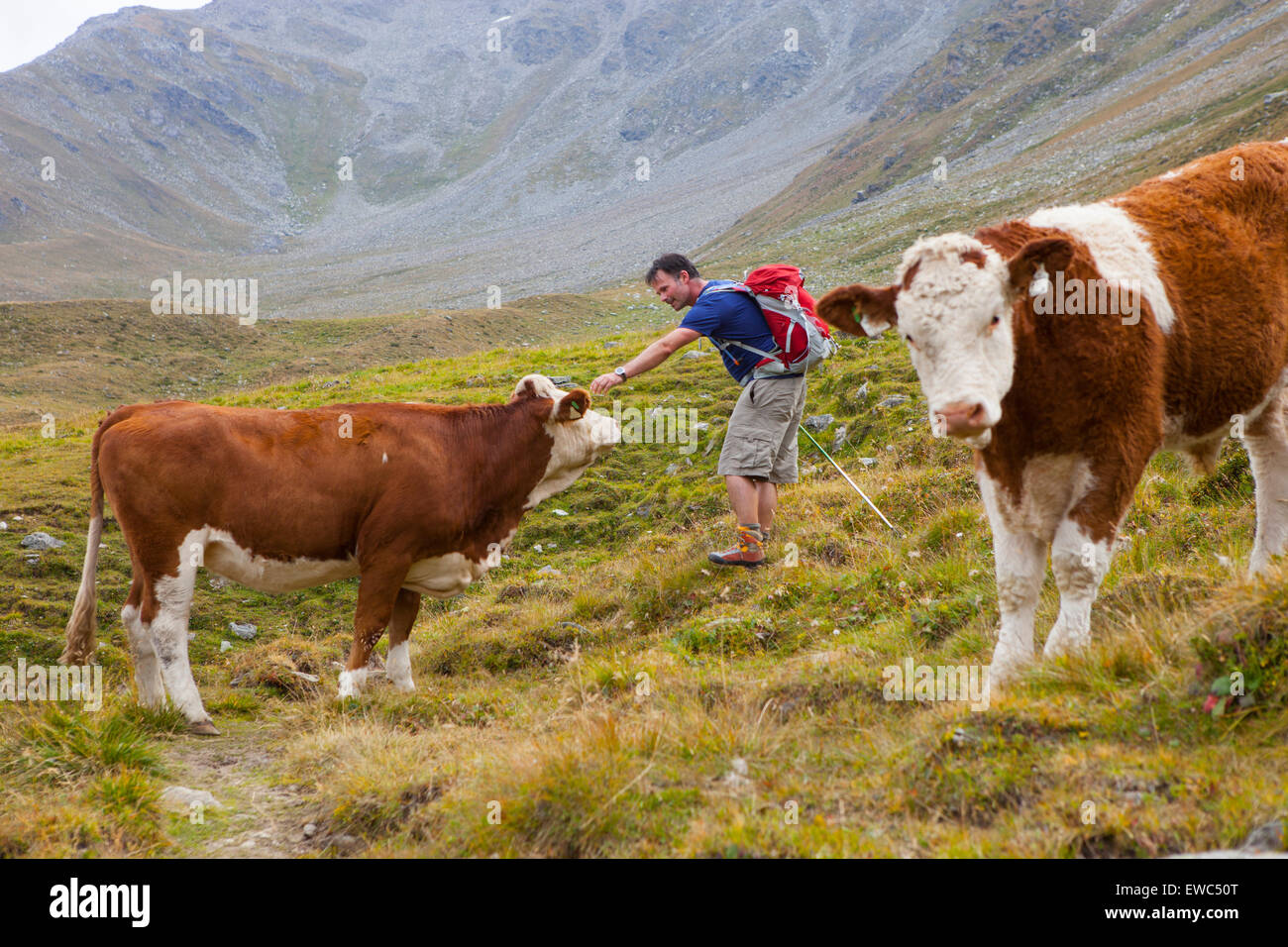 Un male hiker animaux domestiques une vache pendant la phase 7, un Glocknerrunde trekking de Kaprun à Kals autour du Grossglockner, le plus haut Banque D'Images