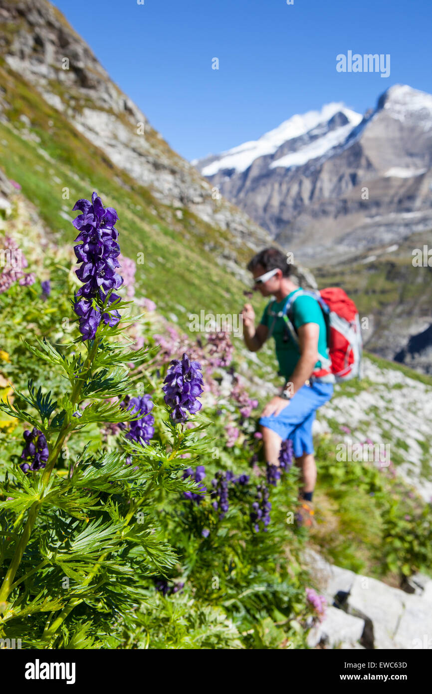 Un male hiker est une fleur, l'odeur pendant la phase 7, un Glocknerrunde trekking de Kaprun à Kals autour du Grossglockner, Banque D'Images