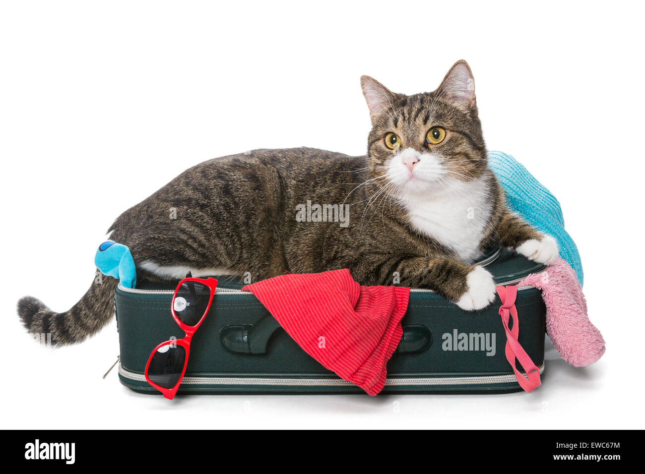 Chat gris couché sur une valise pleine assemblés pour un voyage de  vacances, isolated on white Photo Stock - Alamy