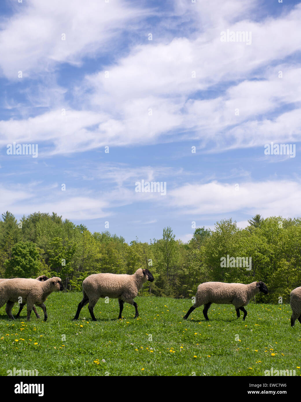 Les moutons dans les pâturages Banque D'Images