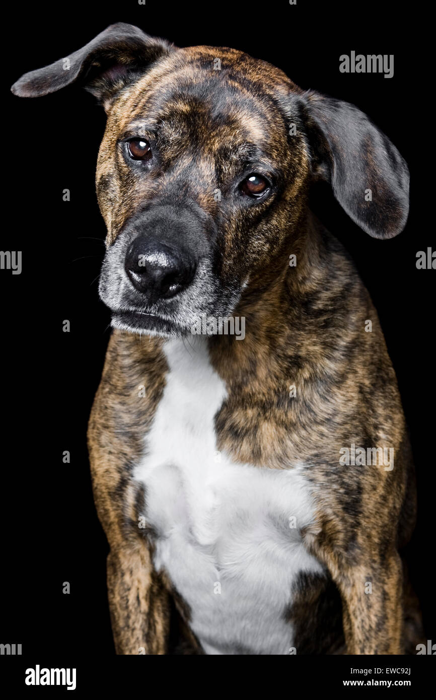 Portrait d'un chien adulte sur fond noir bringé blanc manteau poitrine et les oreilles tombantes à la caméra en Banque D'Images