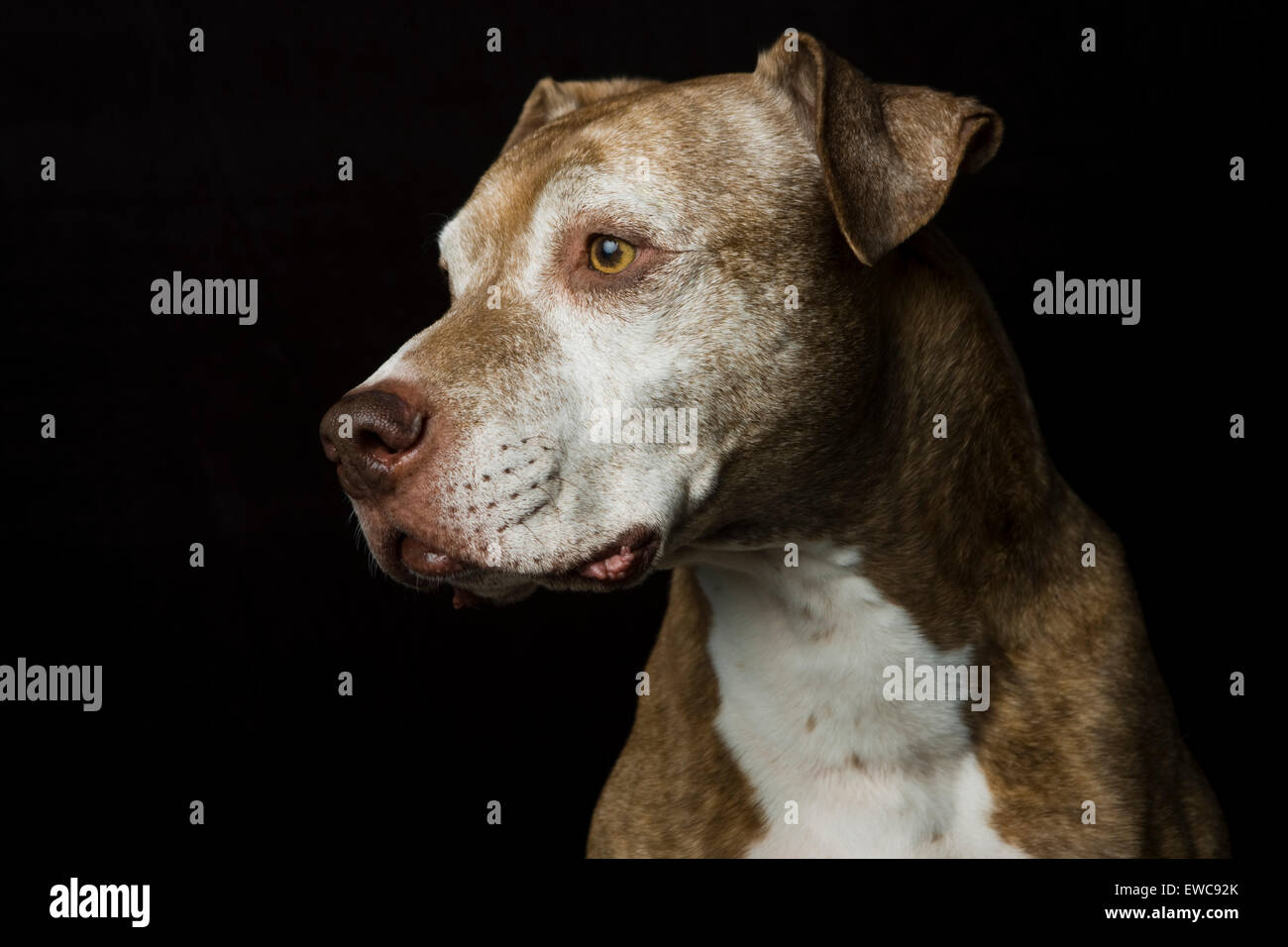 Studio Classique d'un tir à la tête aux cheveux courts bruns hauts grisonnants Pitbull chien de profil sur un fond noir Banque D'Images Studio Classique d'un tir à la tête aux cheveux courts bruns hauts grisonnants Pitbull chien de profil sur un fond noir Banque D'Images