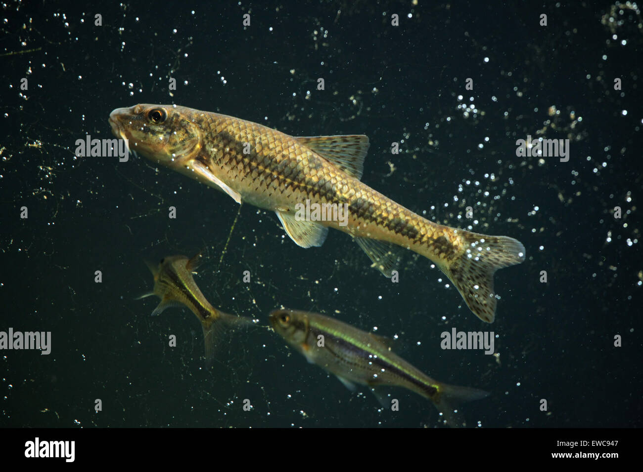 Gudgeon (Gobio gobio) et (Spirlin Alburnoides bipunctatus) au Zoo de Schönbrunn à Vienne, en Autriche. Banque D'Images