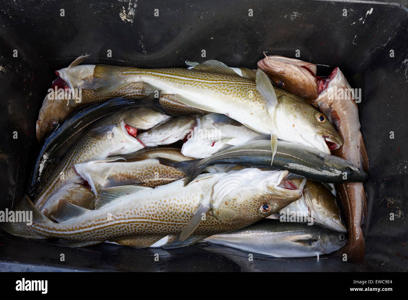 La Goberge Morue et autres poissons de mer capturés sur un voyage de pêche Reykjavik Islande Banque D'Images