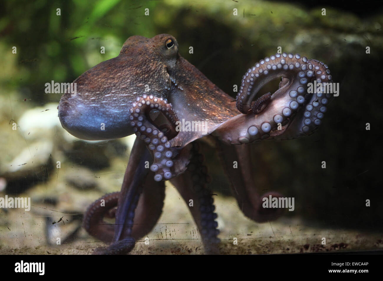 Poulpe commun (Octopus vulgaris) au zoo de Francfort à Francfort am Main, Hesse, Allemagne. Banque D'Images