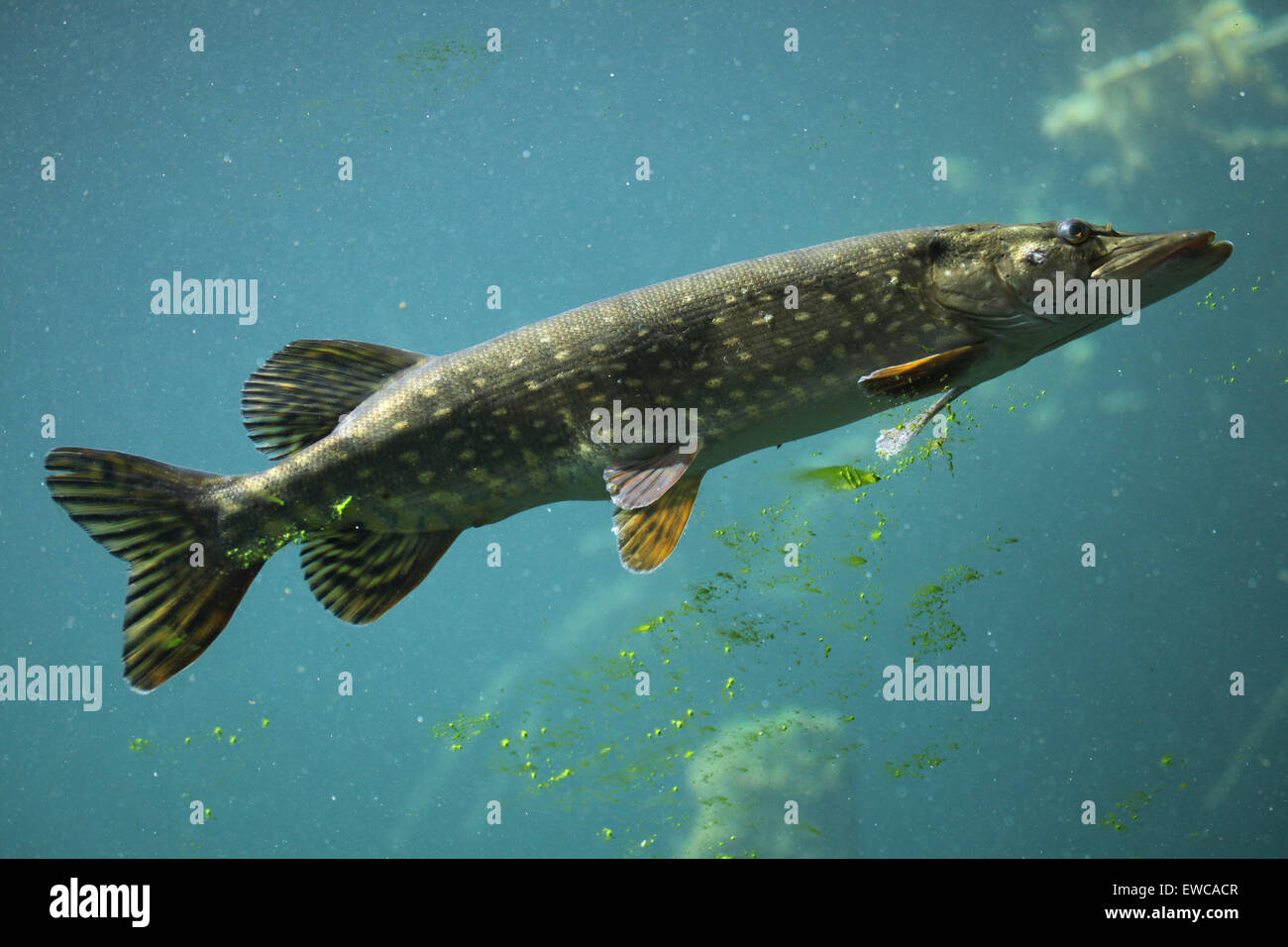 Le grand brochet (Esox lucius) au Zoo de Schönbrunn à Vienne, en Autriche. Banque D'Images