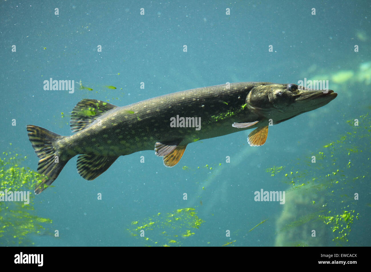 Le grand brochet (Esox lucius) au Zoo de Schönbrunn à Vienne, en Autriche. Banque D'Images