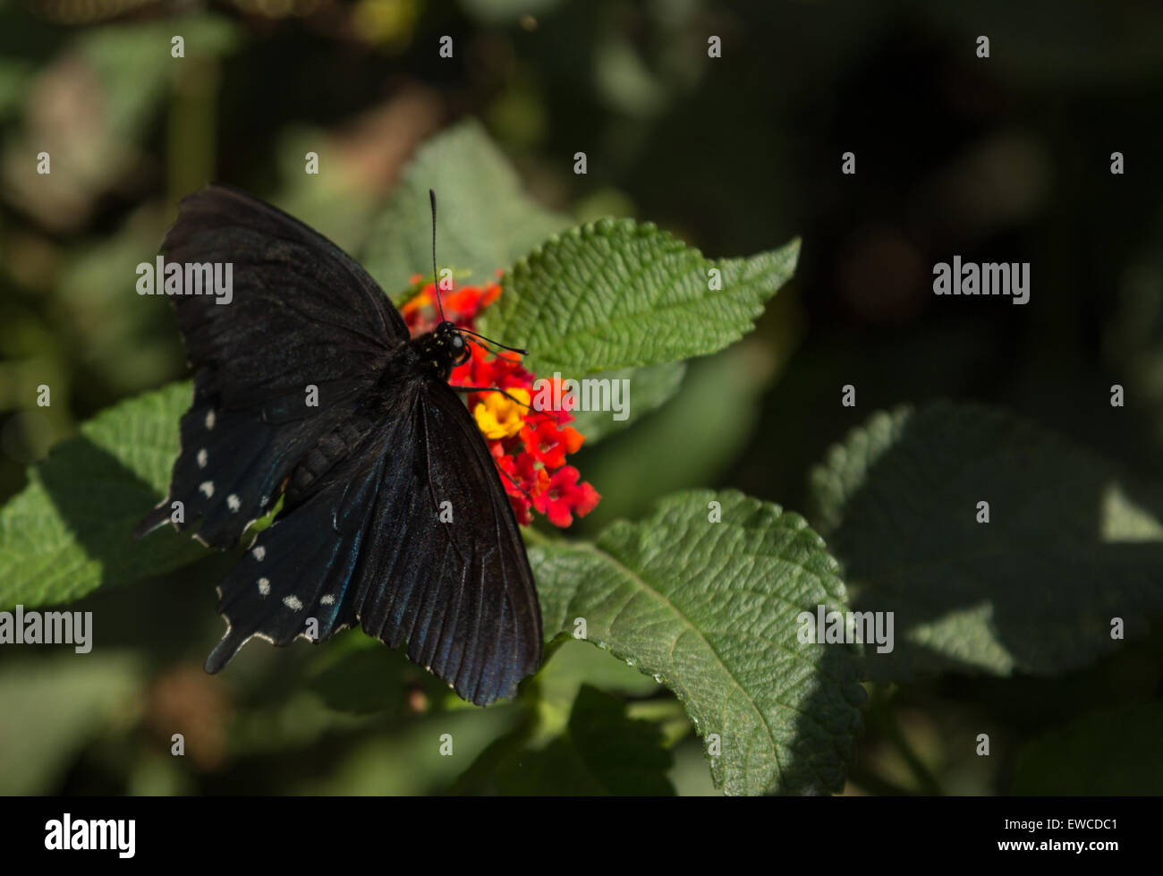 Papilio Spicebush swallowtail butterfly, Troilus, se rencontre en Amérique du Nord Banque D'Images