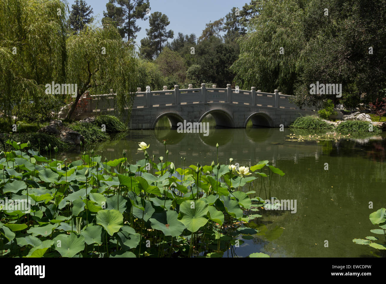 Jardin botanique chinois avec un étang, pont et des fleurs de lotus en Californie du Sud Banque D'Images