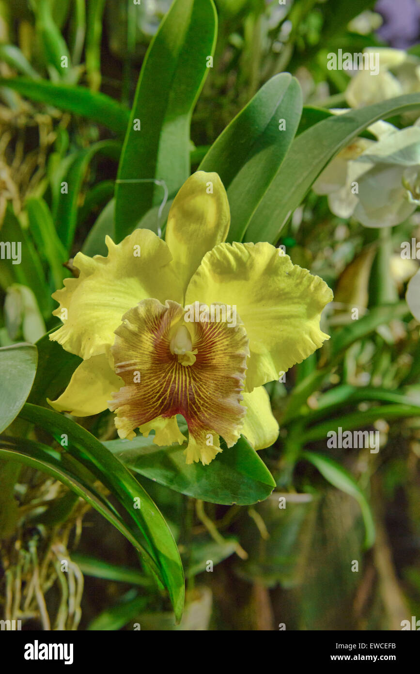 Orchidée Cattleya jaune, Chiang Rai, Thaïlande Banque D'Images