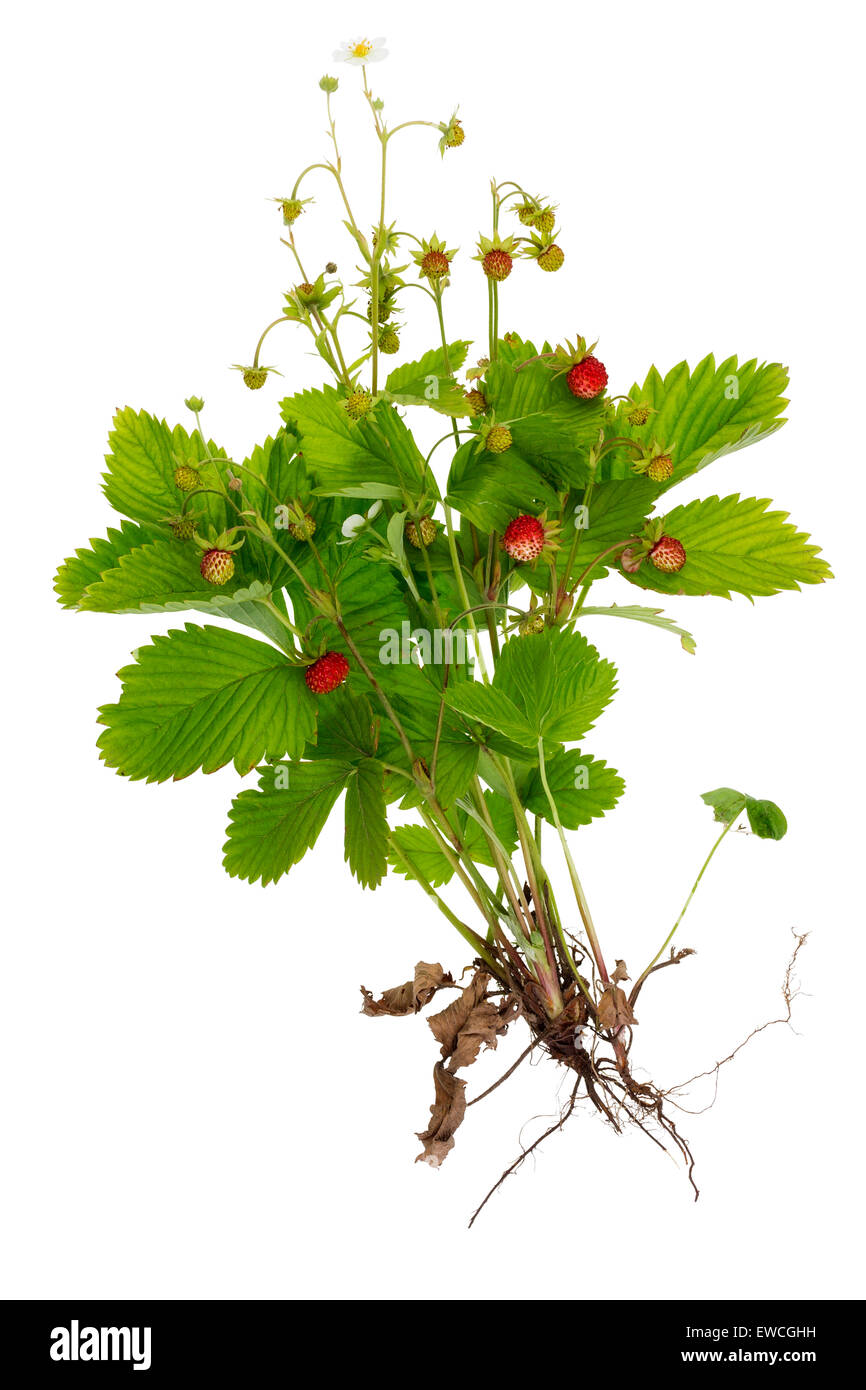 Les petits fruits les racines et les feuilles d'un buisson de l'été aux fraises sauvages macro minimaliste concept. Isolated on white Banque D'Images