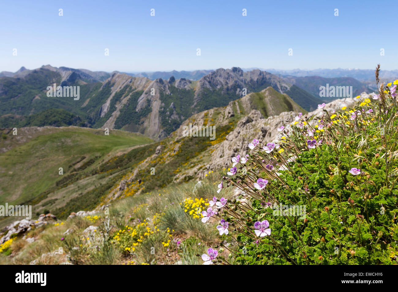 Fleurs sur la montagne de Pico Loto (Montagne du Lotus) près de Riano, Picos de Europa, Cordillera Cantabria, ESPAGNE Banque D'Images