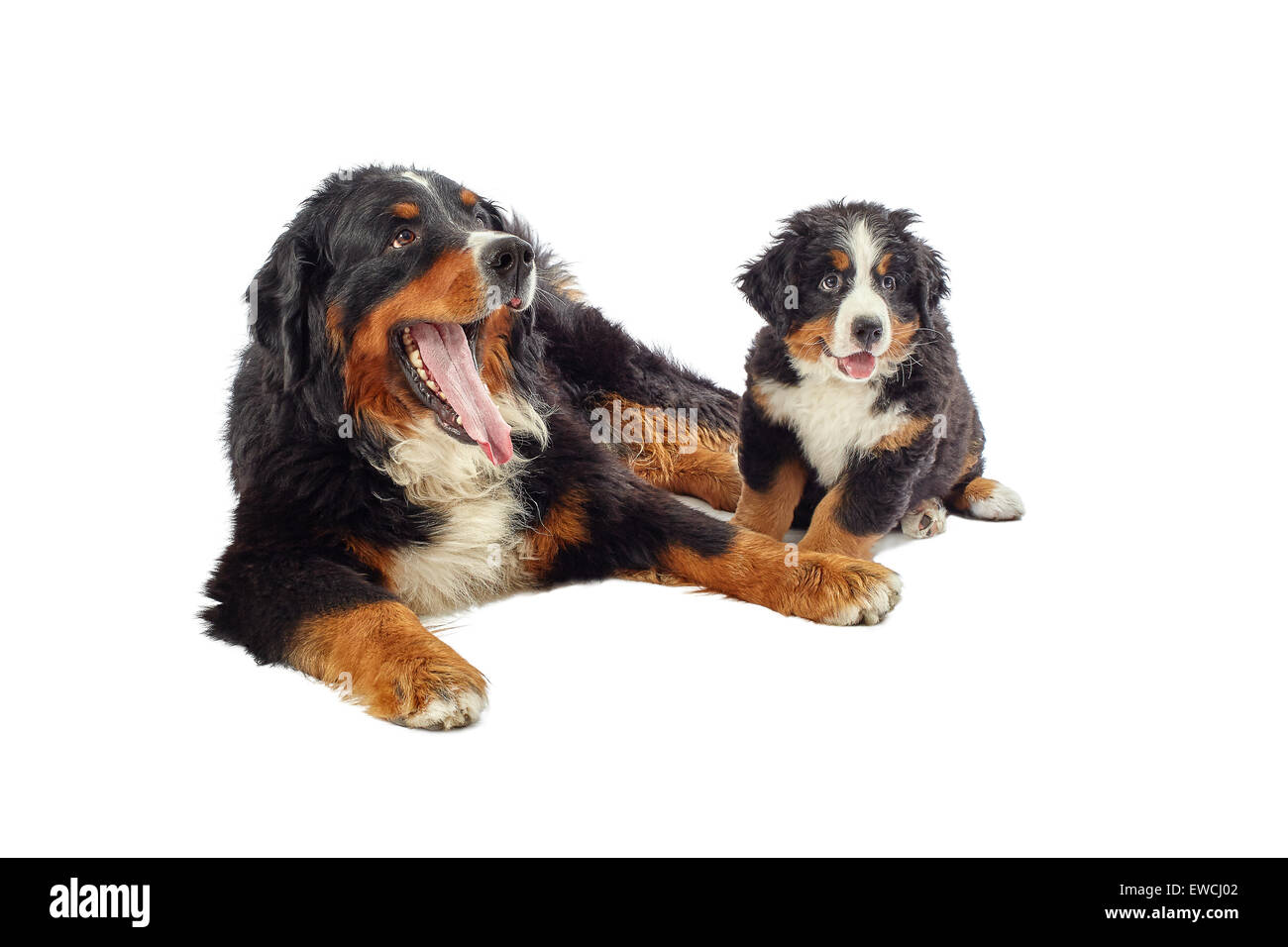 Bernois avec son chiot posant isolated on white Banque D'Images