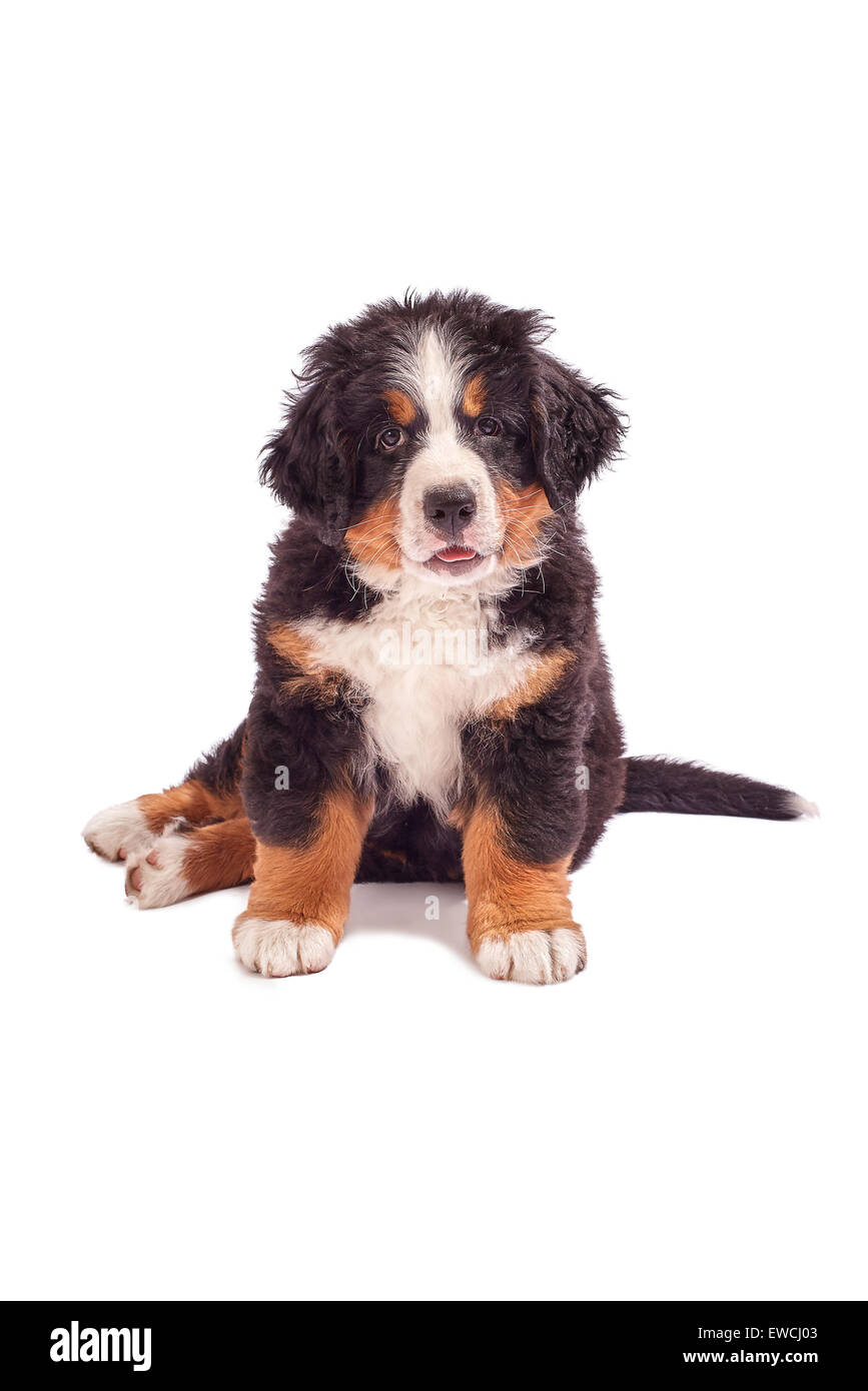 Chiot assis isolated on white Banque D'Images