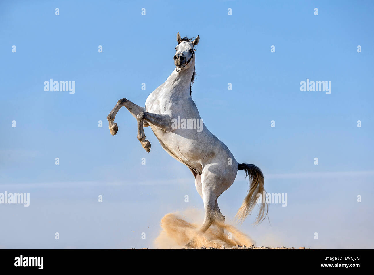 Cheval Arabe. Élevage étalon gris dans le désert. L'Égypte Banque D'Images