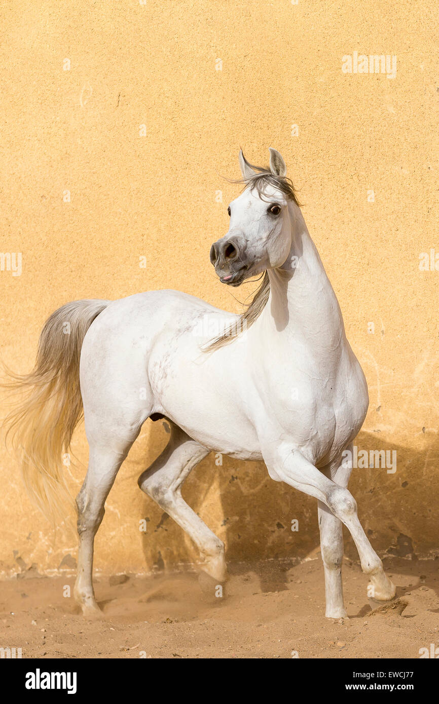 Cheval Arabe. L'étalon gris trottant dans un enclos. L'Égypte Banque D'Images