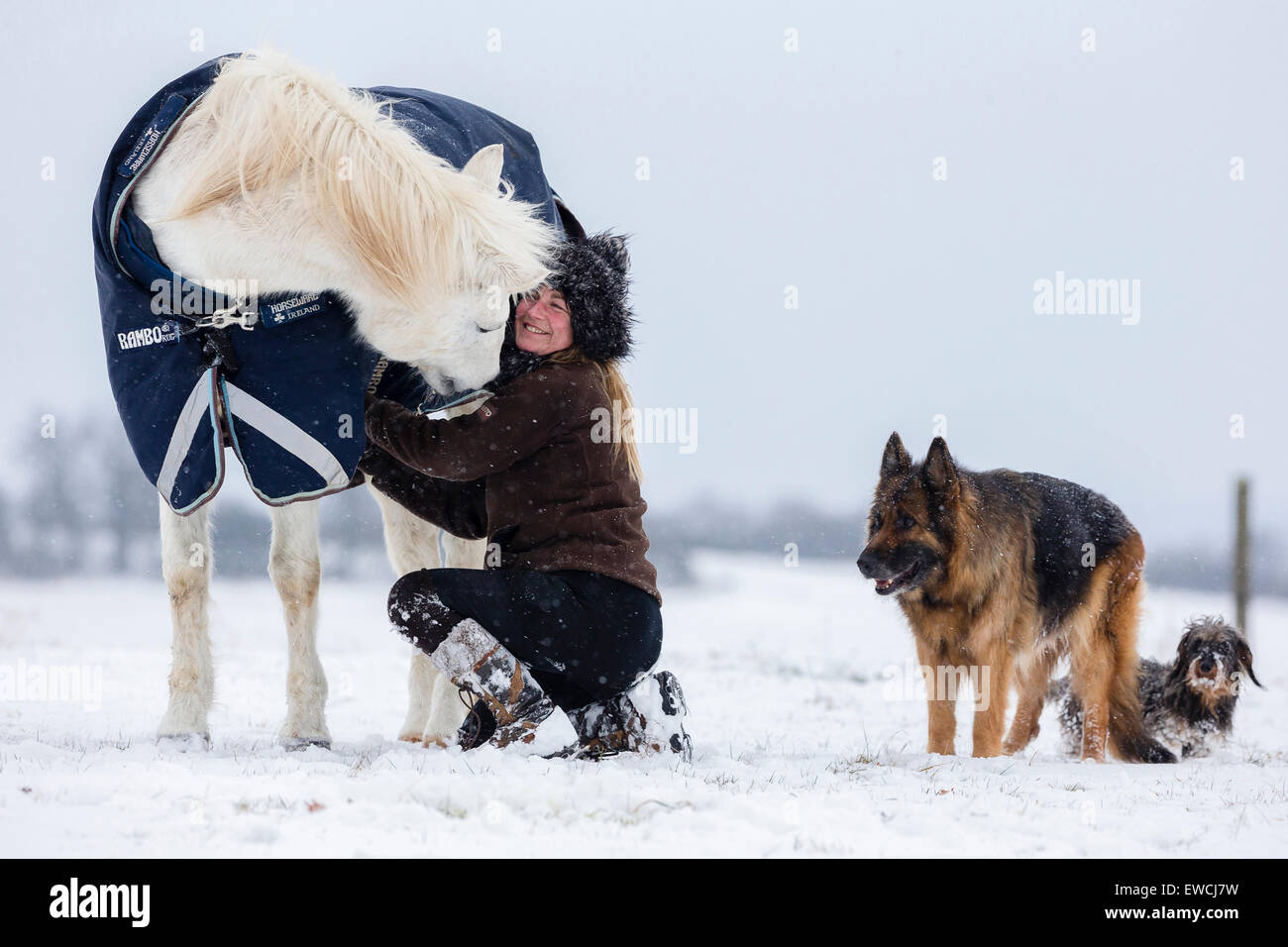 Poney Équitation allemande. Jeune femme à côté de cheval gris avec couverture sur un pâturage enneigé. Allemagne Banque D'Images