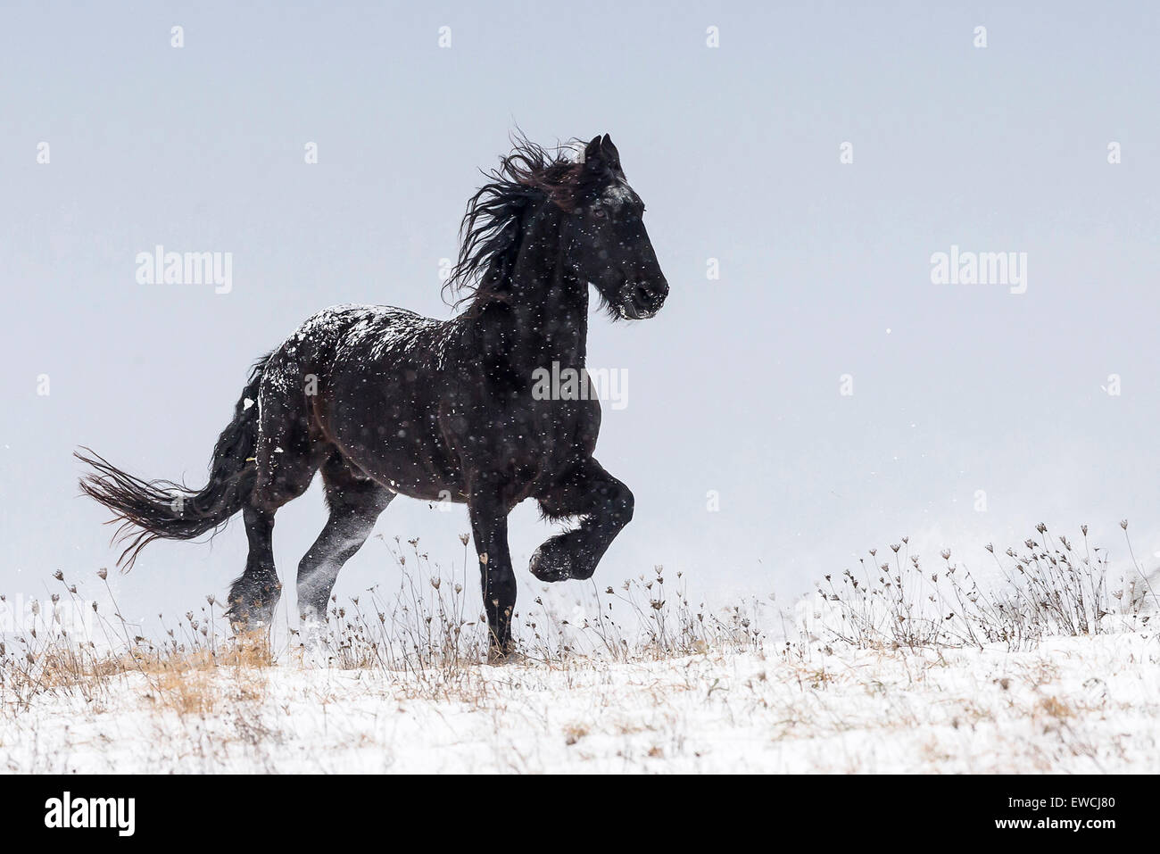 Cheval frison trottant sur un pâturage enneigé. Allemagne Banque D'Images