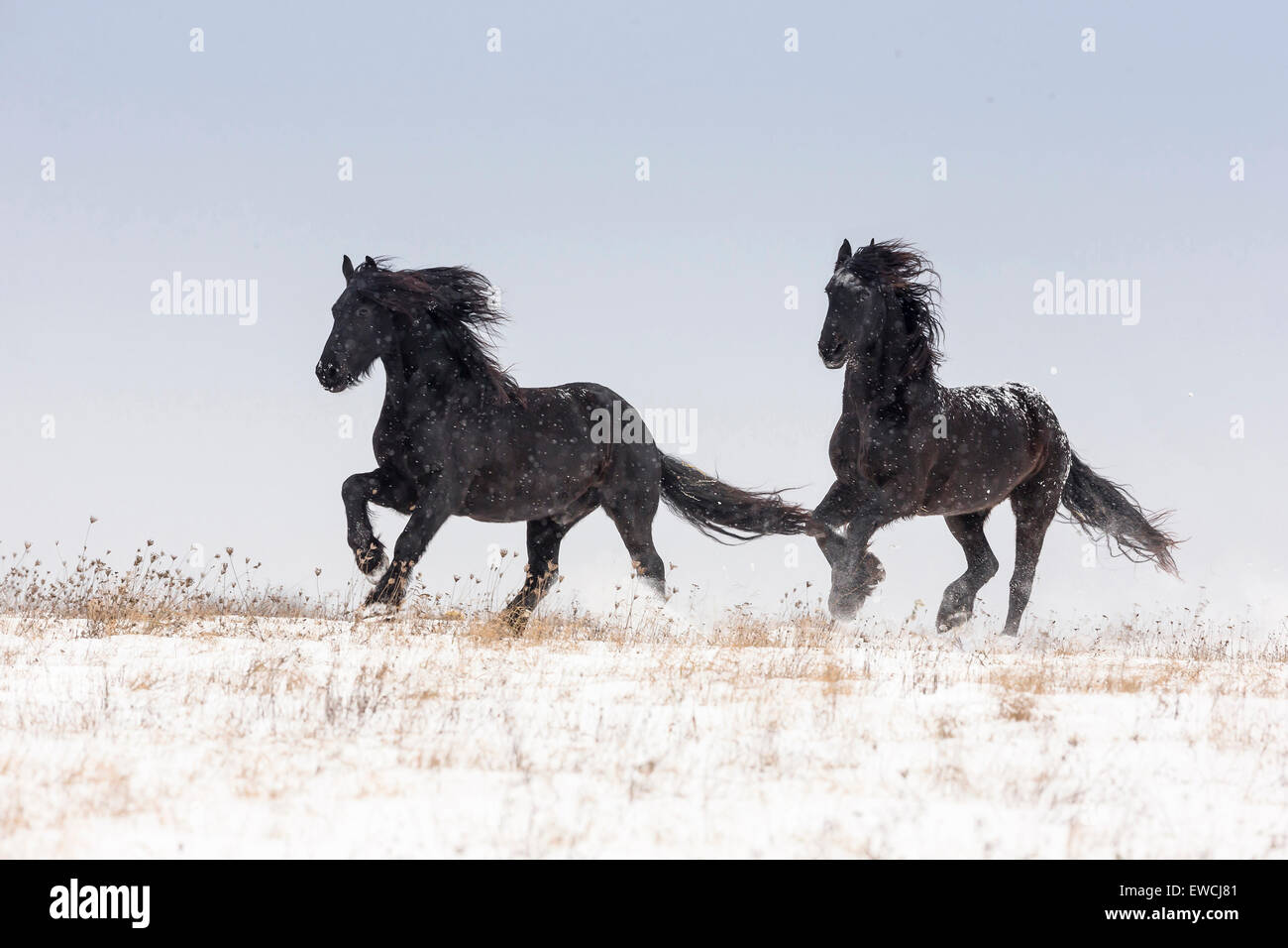 Cheval frison. Deux adultes sur un pâturage enneigé au galop. Allemagne Banque D'Images