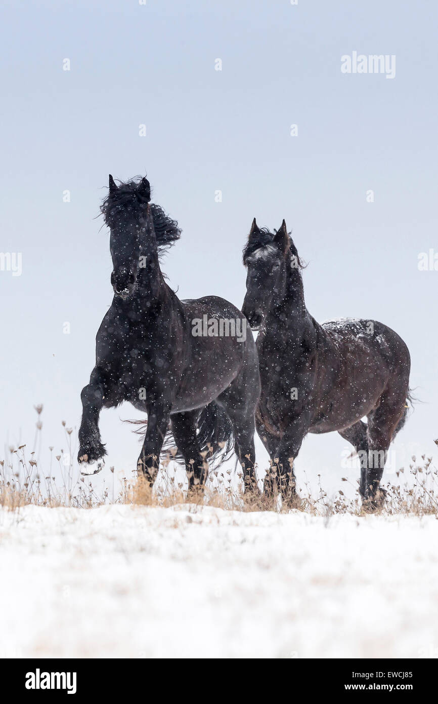 Cheval frison. Deux adultes trottant sur un pâturage enneigé. Allemagne Banque D'Images