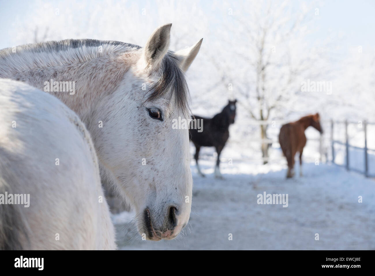 Cheval Espagnol pur, andalou. Jument grise avec d'autres chevaux dans un enclos de neige. Allemagne Banque D'Images