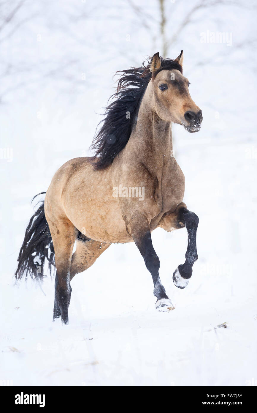 Cheval Espagnol pur, andalou. Étalon Dun sur un pâturage enneigé au galop. Allemagne Banque D'Images
