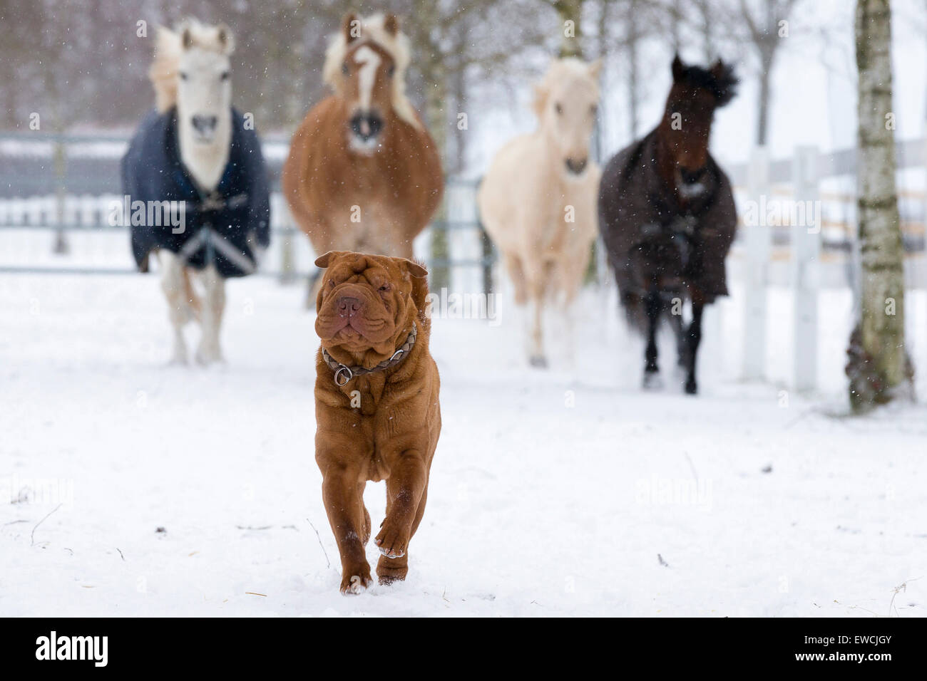 Quatre poneys après un Shar-Pei chinois sur un pâturage enneigé. Allemagne Banque D'Images