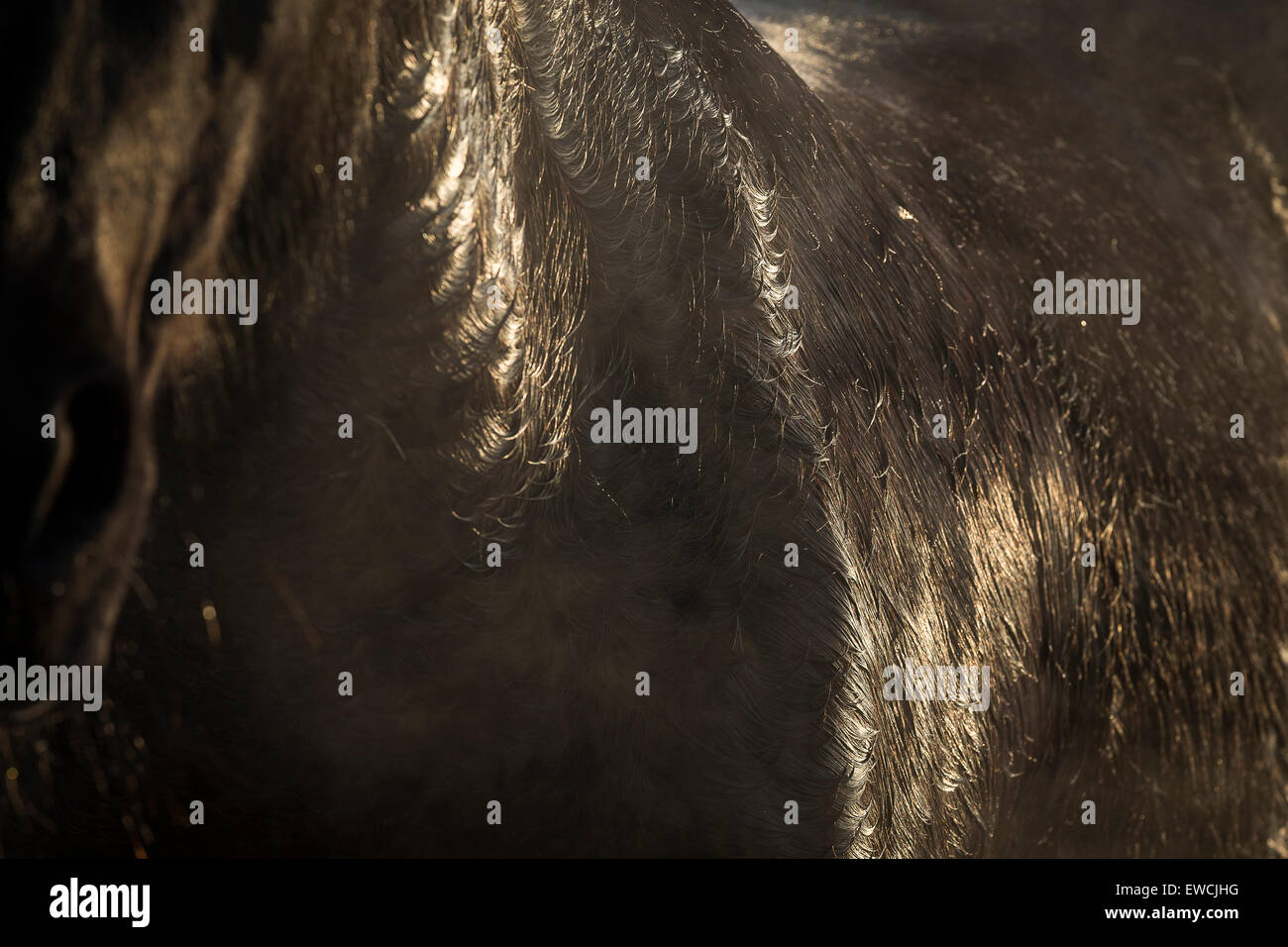 Cheval domestique. Manteau d'hiver humide d'un cheval de la baie. Allemagne Banque D'Images