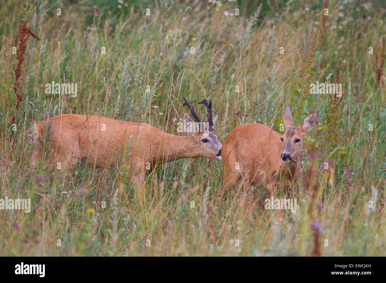 Le Chevreuil (Capreolus capreolus). Buck après doe pendant le rut. La Suède Banque D'Images