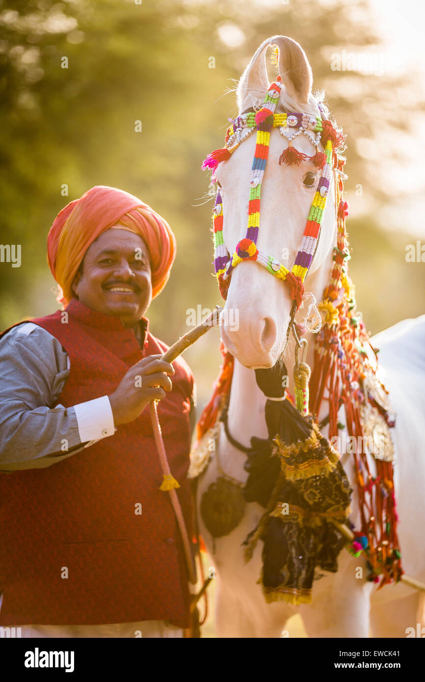 Marwari Horse.blanc dominant mare décorées avec des couvre-chef coloré avec son heureux propriétaire. Le Rajasthan, Inde Banque D'Images