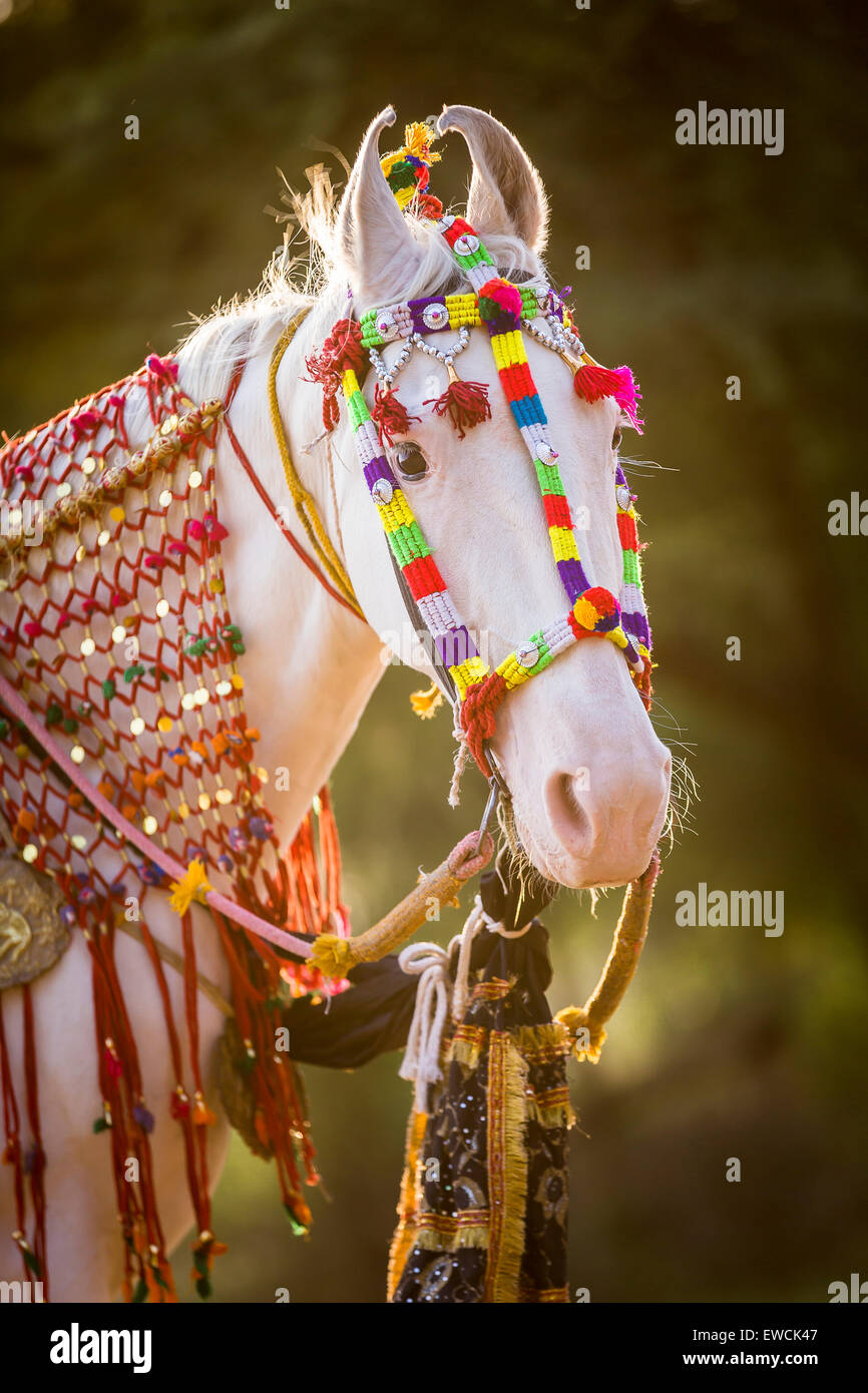 Chevaux Marwari. Portrait de blanc dominant mare décorées avec des couvre-chef coloré. Le Rajasthan, Inde Banque D'Images