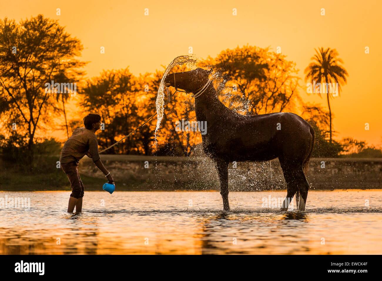 Chevaux Marwari. Groom lave-mare dans un lac au coucher du soleil. Le Rajasthan, Inde Banque D'Images