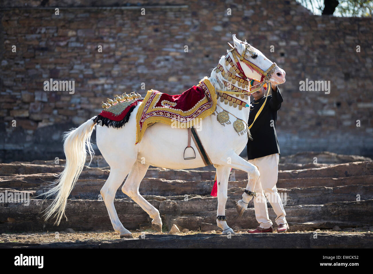 Chevaux Marwari. Blanc dominant dancing horse décorées avec des couvre-chef coloré effectuant un piaffer devant un mur. Le Rajasthan, Banque D'Images