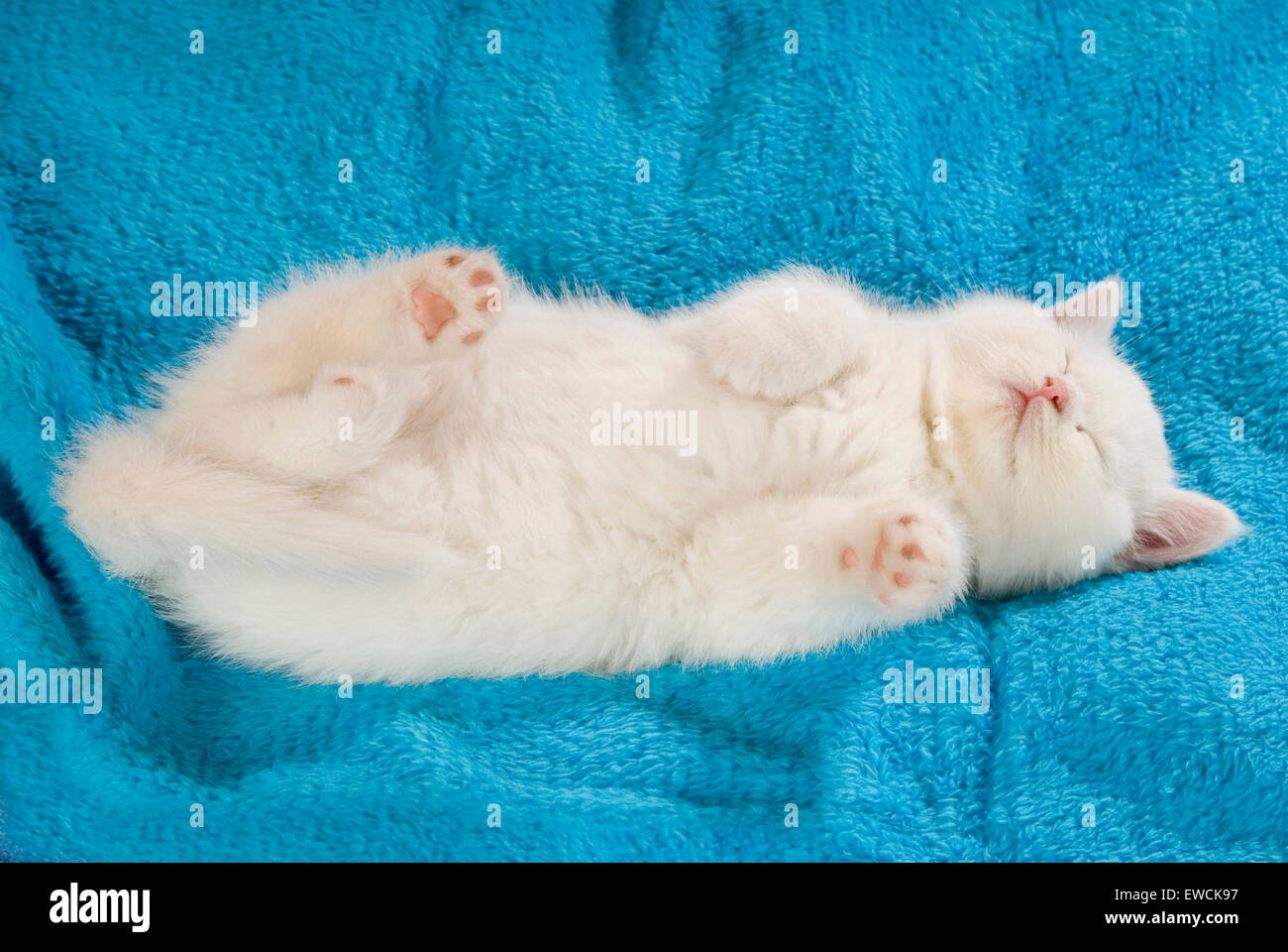 British Longhair chat. Chaton blanc dormir sur une couverture bleue. Allemagne Banque D'Images