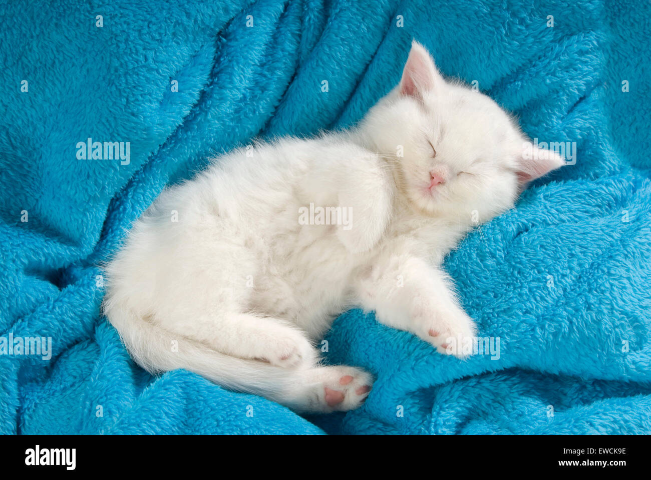 British Longhair chat. Chaton blanc dormir sur une couverture bleue. Allemagne Banque D'Images